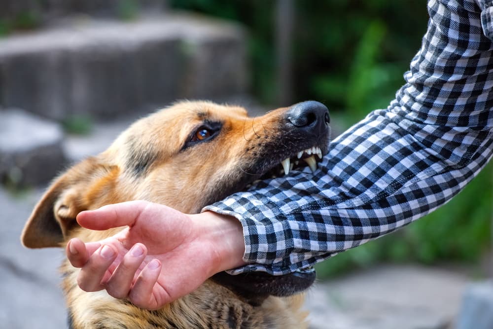 Understanding Dog Bite Levels