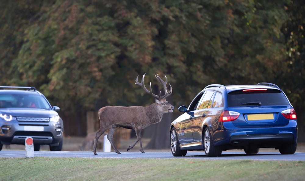 hit a deer while driving