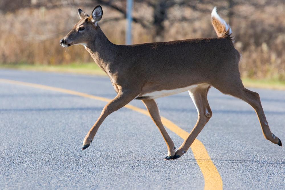 Does Liability Insurance Cover Hitting a Deer in New York?