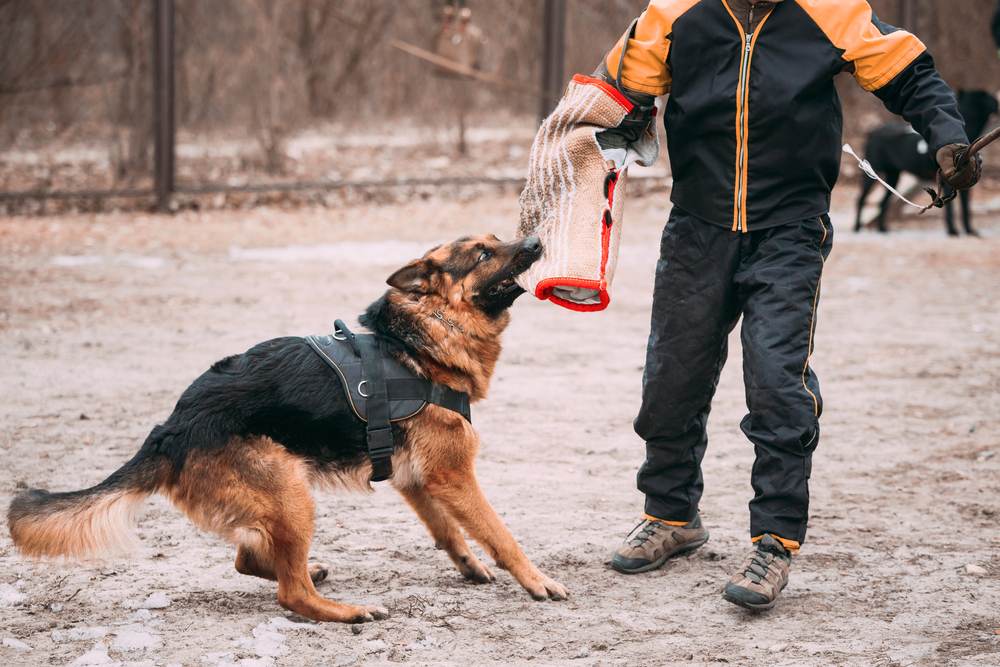what dog has the strongest bite force